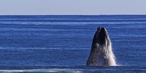 Southern Right Whales